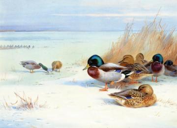 Mallards on a Frozen Lake Artwork by Archibald Thorburn