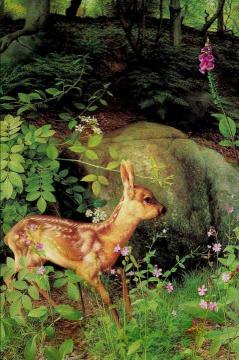 Deer Artwork by Raymond Booth