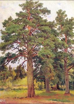 Pine Without Sunshine (etude) Artwork by Ivan Ivanovich Shishkin