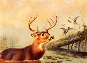 Buck in a Marsh Artwork by Arthur Fitzwilliam Tait