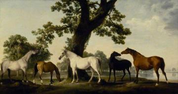 Five Brood Mares At The Duke Of Cumberland's Stud Farm In Windsor Great Park Artwork by George Stubbs