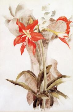 Amaryllis Artwork by Charles Demuth