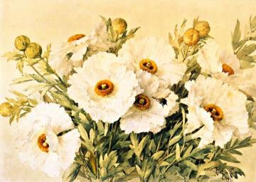 Matilija Poppies Artwork by Raoul de Longpre