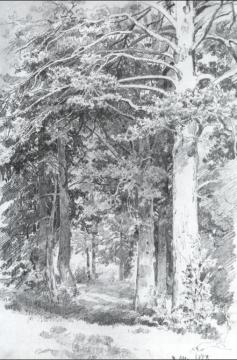 Piny Forest Artwork by Ivan Ivanovich Shishkin