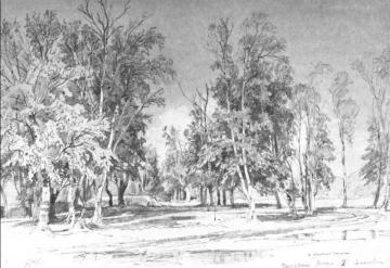 Zelenin's Grove Artwork by Ivan Ivanovich Shishkin