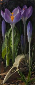 Crocus Artwork by Raymond Booth