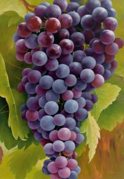 Black Grapes On The Vine (blaue Trauben An Der Rebe) Artwork by Heinz Scholnhammer