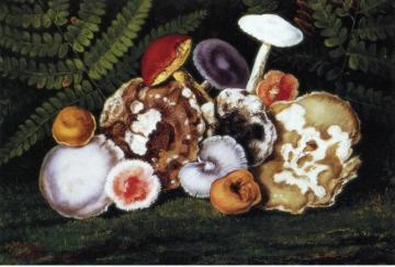 Mushrooms Artwork by William Aiken Walker