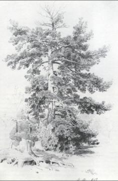 Pine Artwork by Ivan Ivanovich Shishkin