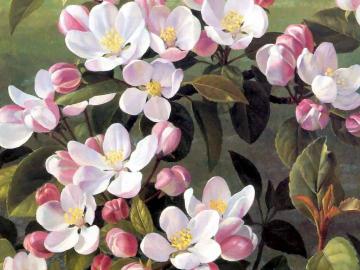 Apple Blossoms Artwork by Raymond Booth