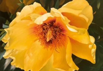 Peony Artwork by Heinz Scholnhammer