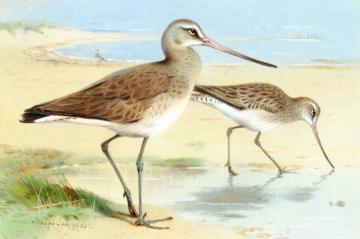 A Pair Of Black-tailed Godwit Artwork by Archibald Thorburn