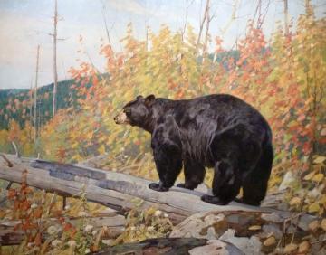 American Black Bear Artwork by Carl Rungius