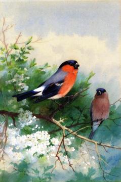 A Pair of Bullfinches Artwork by Archibald Thorburn