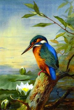 Kingfisher Artwork by Archibald Thorburn