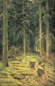 Coniferous Forest Artwork by Ivan Ivanovich Shishkin
