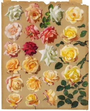 Large Study Of Roses Artwork by Leon Jan Wyczolkowski