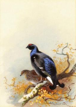 Black Game Artwork by Archibald Thorburn