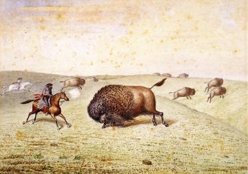 William Hind Meeting A Buffalo Artwork by William George Richardson Hind