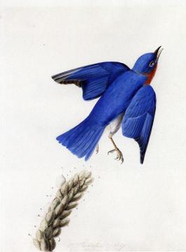 Eastern Bluebird Artwork by John James Audubon
