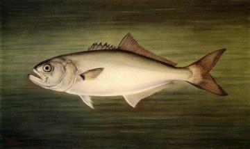 Blue Fish Artwork by William Aiken Walker