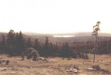 Woodland Distance Artwork by Ivan Ivanovich Shishkin