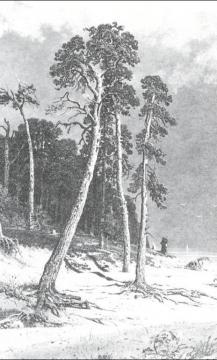 Pines Artwork by Ivan Ivanovich Shishkin