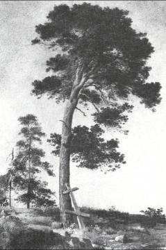 Pine On The Valaam (etude) Artwork by Ivan Ivanovich Shishkin