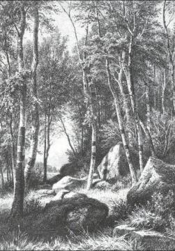 On Edge Of Birch Grove, Valaam Artwork by Ivan Ivanovich Shishkin