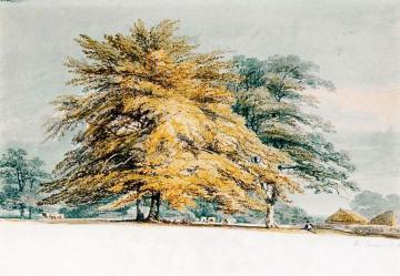 A Beech Copse near Haystacks Artwork by Joseph Mallord William Turner