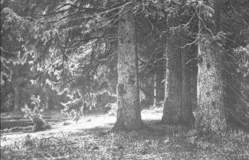 Firs In The Park Of Shuvalov Artwork by Ivan Ivanovich Shishkin