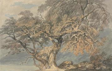 A Great Tree Artwork by Joseph Mallord William Turner