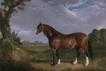 A Clydesdale Stallion Artwork by John Frederick Herring, Sr