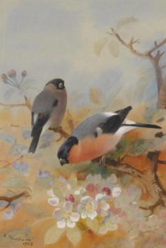 Goldfinches(Bullfinches) Artwork by Archibald Thorburn