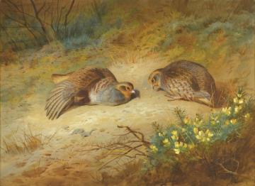 Grey Partridge Artwork by Archibald Thorburn