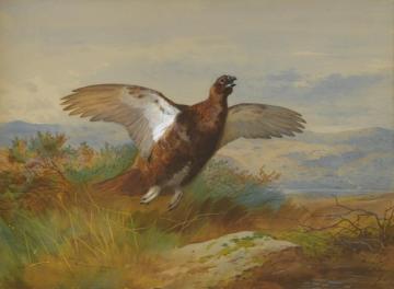 Red Grouse In Flight II Artwork by Archibald Thorburn