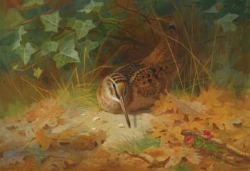 Woodcock Artwork by Archibald Thorburn