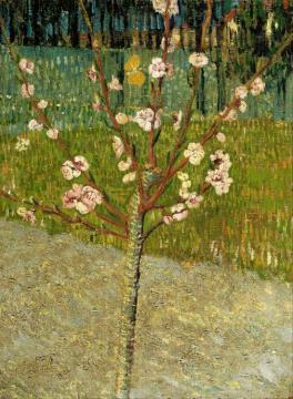 Almond Tree In Blossom Artwork by Vincent Van Gogh