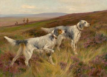Two English Setters On A Grouse Moor, 1903 Artwork by Arthur Wardle