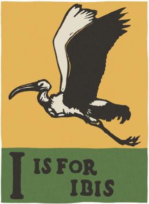 Alphabet - I Is For Ibis Artwork by C.b. Falls