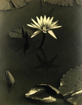 The Lily,mount Kisco Artwork by Charles Sheeler