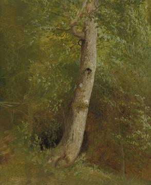 Study Of A Tree Artwork by William Holbrook Beard
