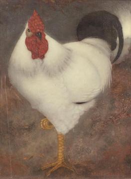 Witte Haan Artwork by Jan Mankes