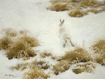 The Snow Hare Artwork by Bruno Liljefors