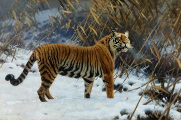 A Tiger Prowling In The Snow Artwork by Hugo Ungewitter