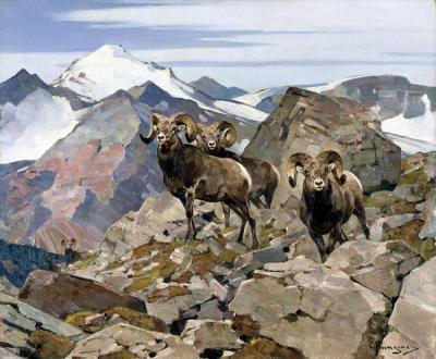 Rocky Mountain Sheep Artwork by Carl Rungius