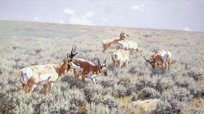 Wyoming Sage Artwork by Carl Rungius