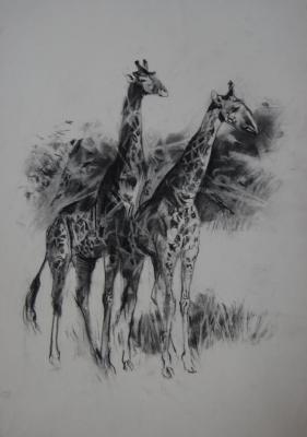 Giraffes Artwork by Stan Smith