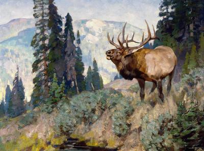 Wind River Bugler Artwork by Carl Rungius