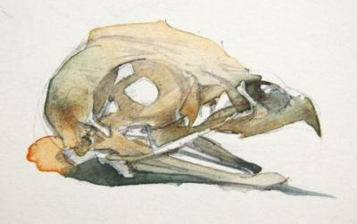 Bird Skull Artwork by Stan Smith